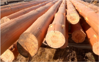 Round Log (No Bark)