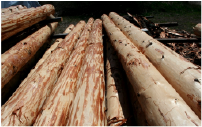 Round Log (Partial Bark)
